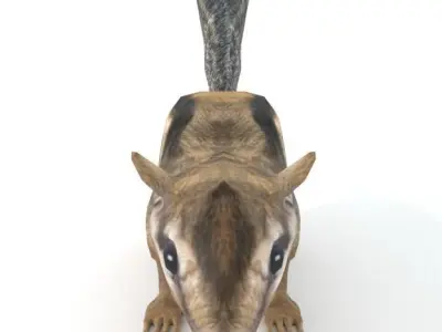 Chipmunk Low-poly 3D model