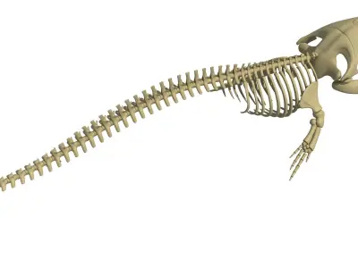 Right Whale Skeleton 3D model