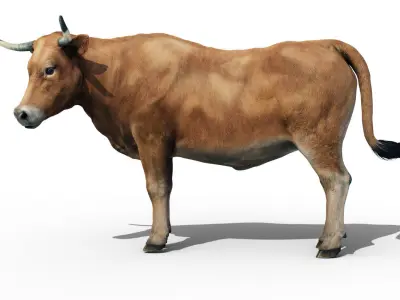 Realistic Cow Bull with Rigged body and Animation Low-poly 3D model