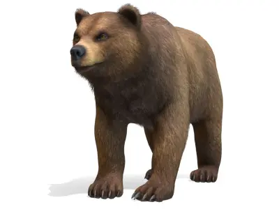 BEAR - MALE Low-poly 3D model