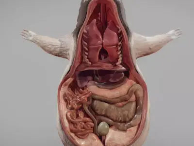 Guinea Pig Internal Anatomy Low-poly 3D model