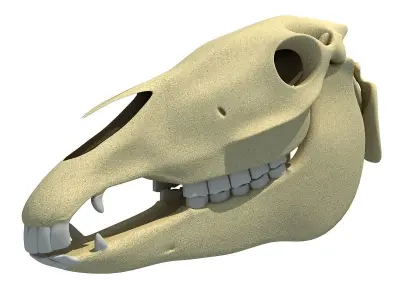 High Quality Horse Skull 3D model