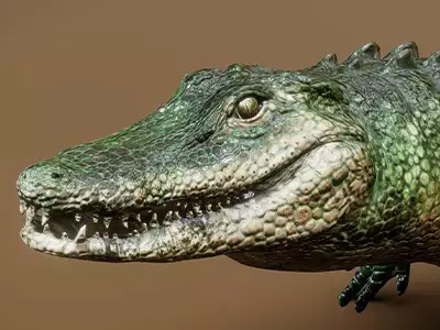  American Alligator 3D model