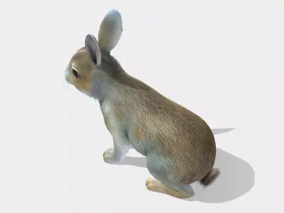 Bunny rabbit Low-poly 3D model purchase