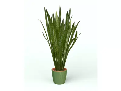 Snake Plant  3D model