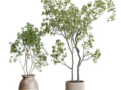 collection indoor plant 456 wooden old and concrete vase 3D model