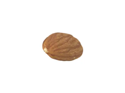 Photorealistic Almond 3D Scan 3D model