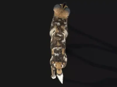 Wild Dog XGen 3D model