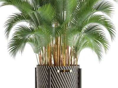 Howea palm 3D model