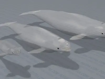 Beluga Whales Family -Delphinapterus Leucas- Male Female Calf -  3D model