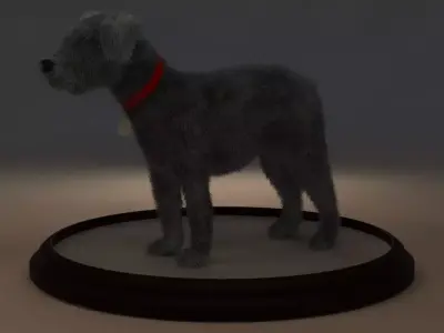 Miniature Schnauzer 3D model