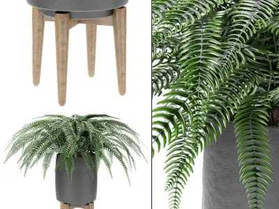 Plant in Pot Flowerpot Exotic Plant 3D model 12