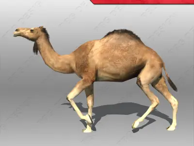 Camel 3D model