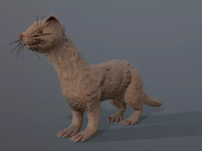 Albino ferret Low-poly 3D model