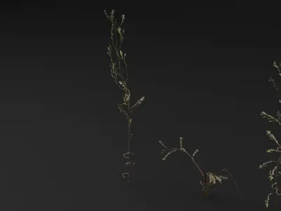 Bushy Starwort 3D model