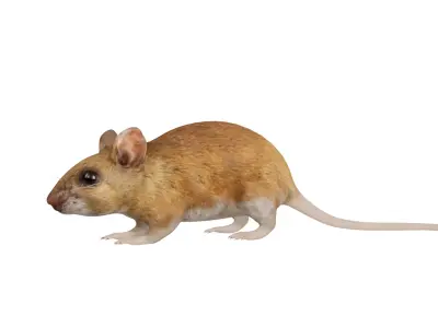 Key Largo Cotton Mouse Low-poly 3D model