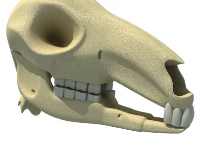 Detailed Kangaroo Skull 3D model