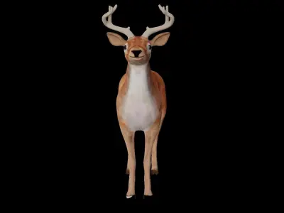 INDIAN DEER Low-poly 3D model