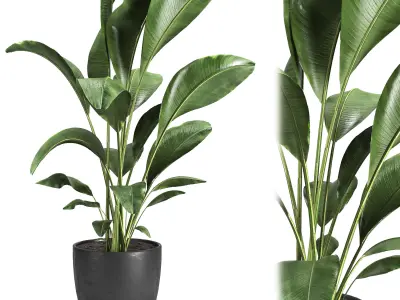 indoor plant 10 3D model