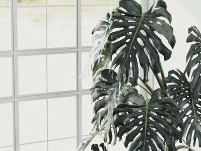 300cm Accurate high-poly Monstera Deliciosa in pot 3D model 3D model