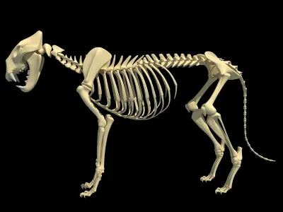 Lion Skeleton 3D model