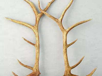 Monumental Unmounted Elk Antlers 3D model