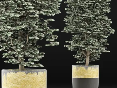 Plants Collection 127 Ligustrum 3D model