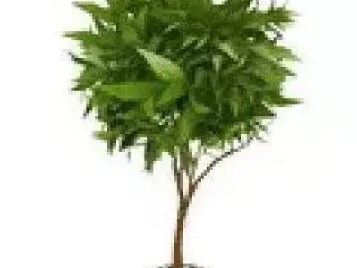 TREE IN PLANT POT Free 3D model