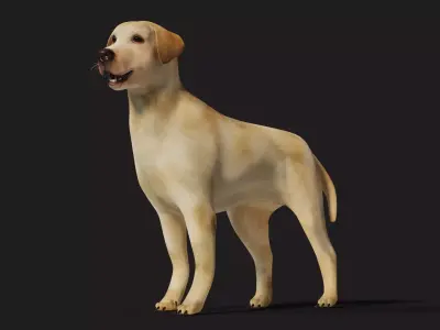 Labrador Dog Rigged with optional Fur  Low-poly 3D model