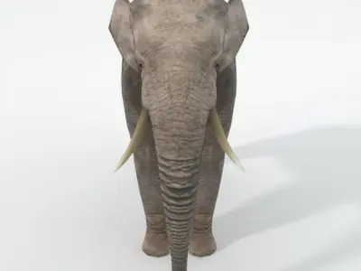 Elephant Low-poly 3D model 2
