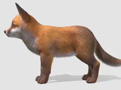 Fox - Cub Low-poly 3D model