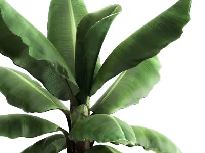 Ravenala palm in a rust pot for the interior 977 3D model