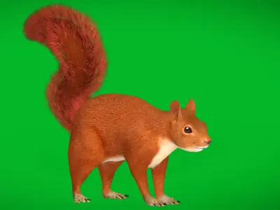 Amazon Red Squirrel Rodent Low-poly 3D model