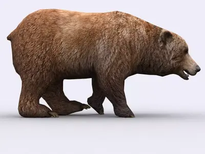 3DRT - Wild Bear Low-poly 3D model