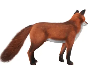 Fox Rigged 3D Model Low-poly 3D model