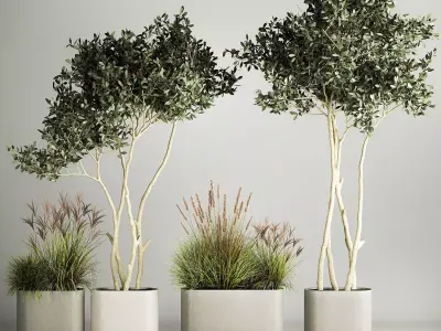 Ornamental Olive Trees In Concrete Pots 1128 3D model
