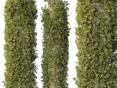 Column plant - pillar plant - column garden ivy 13 3D model