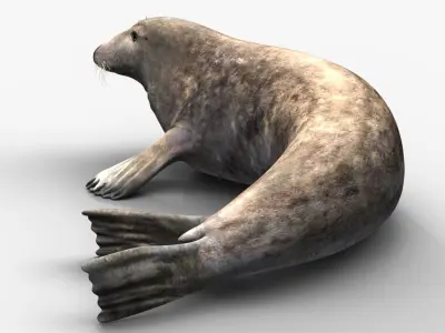 Grey Seal 3D model