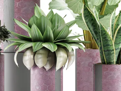 Plants Collection 41 3D model
