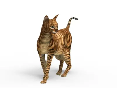 3D Cat Rigged model game ready  Low-poly 3D model
