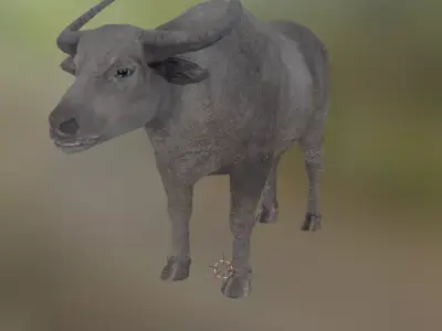 water buffalo  Low-poly 3D model