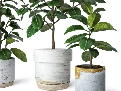 Ficus Elastica 2 3D model