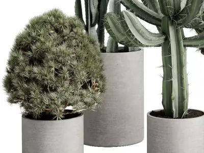 Topiary Ball Bush and cuctus in a concrete Outdoor Plants 245 3D model