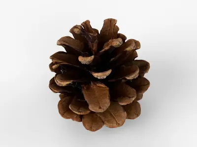 Photorealistic 3D scan of pine conifer cone Low-poly 3D model