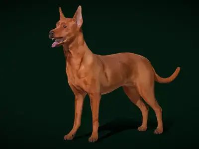 Zwergpinscher Dog Breed 3D model