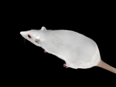 white rat 3d rig model 3D model