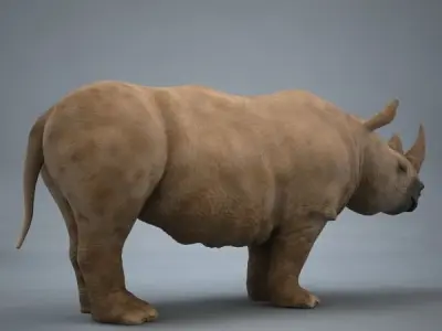 Rhino rhinoceros 3D model get