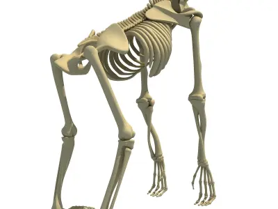 Gorilla Skeleton 3D model