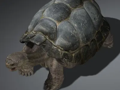 Tortoise RIGGED 3D model