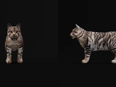 Kurilian Bobtail Cat Low-poly 3D model